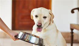 给狗狗补脂肪酸别乱补，类型不对量不对，反而会起反效果