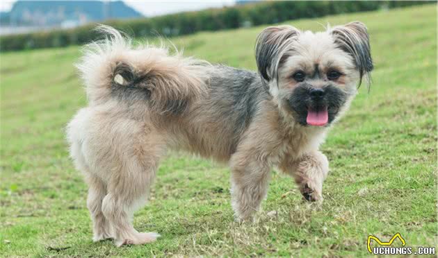 你知道幼犬长牙的时间线吗？幼犬牙齿发育的时候需要注意些什么？