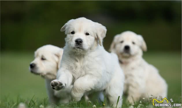 你知道幼犬长牙的时间线吗？幼犬牙齿发育的时候需要注意些什么？