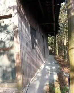 大山深处，两个女子带着一条黄狗，守护着万亩生态林