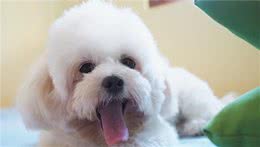 狗狗口炎怎么治犬口腔炎的治疗办法