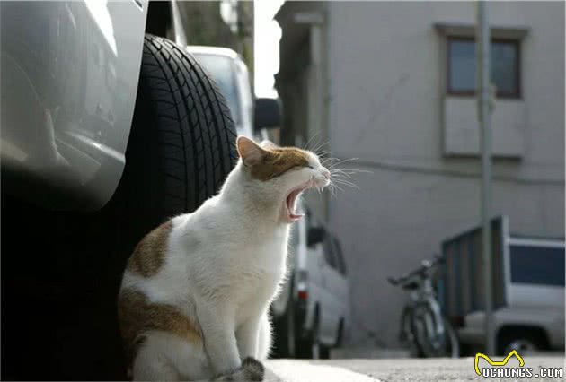 令猫咪痴迷的几种味道：铲屎官的臭脚丫子居然也能上榜
