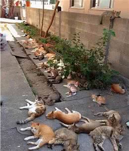 令猫咪痴迷的几种味道：铲屎官的臭脚丫子居然也能上榜