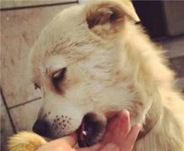 狗狗为什么喜欢“咬主人”的手，还不是因为太爱你