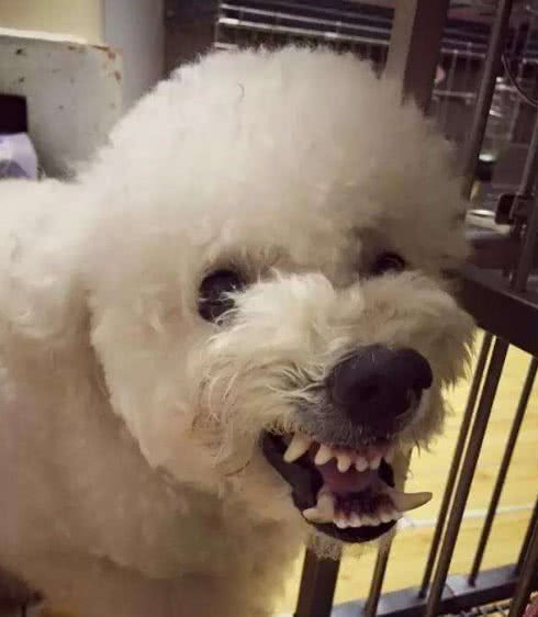 为什么有时候摸比熊犬，它会忽然翻脸咬人？主要原因有5个