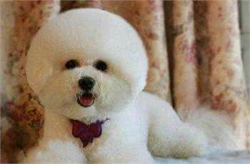 为什么有时候摸比熊犬，它会忽然翻脸咬人？主要原因有5个