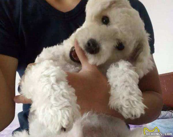 为什么有时候摸比熊犬，它会忽然翻脸咬人？主要原因有5个