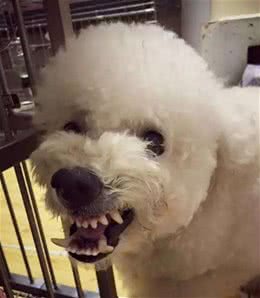 为什么有时候摸比熊犬，它会忽然翻脸咬人？主要原因有5个