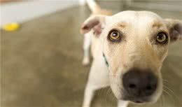 如何发现狗狗的疼痛？会有哪些表现？