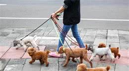 走在路上，最怕遇到这5种狗，很多人都唯恐避之不及