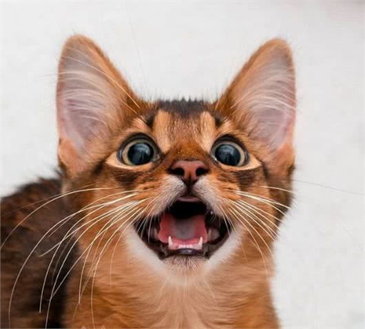 这家人的猫咪颜值超高，除了一见你就笑的猫，还有...