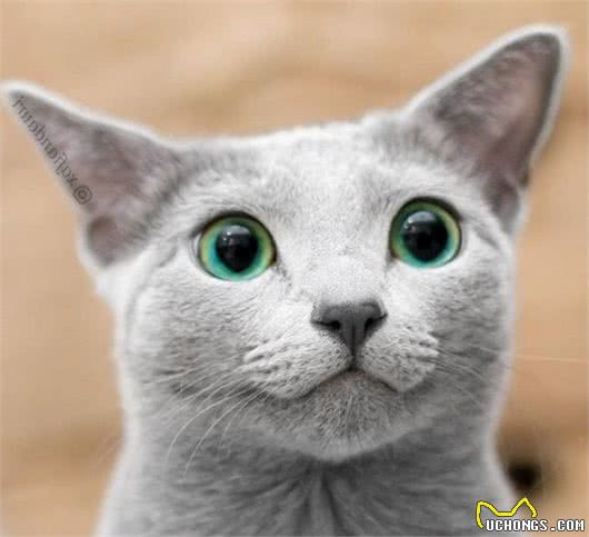 这家人的猫咪颜值超高，除了一见你就笑的猫，还有...