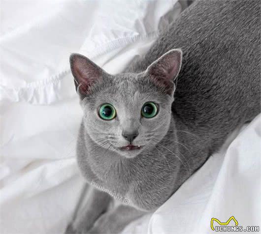 这家人的猫咪颜值超高，除了一见你就笑的猫，还有...