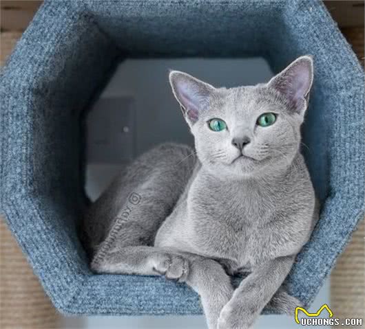 这家人的猫咪颜值超高，除了一见你就笑的猫，还有...