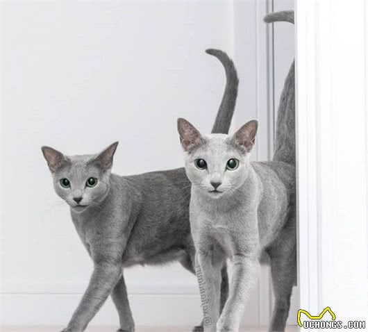 这家人的猫咪颜值超高，除了一见你就笑的猫，还有...