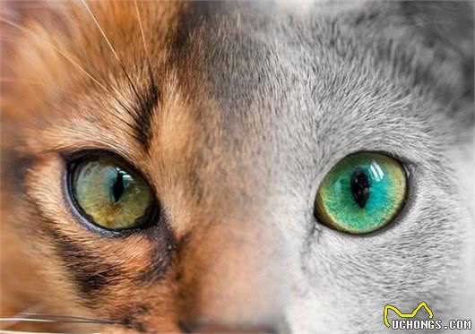 这家人的猫咪颜值超高，除了一见你就笑的猫，还有...