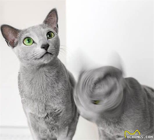 这家人的猫咪颜值超高，除了一见你就笑的猫，还有...
