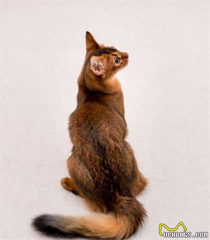 这家人的猫咪颜值超高，除了一见你就笑的猫，还有...