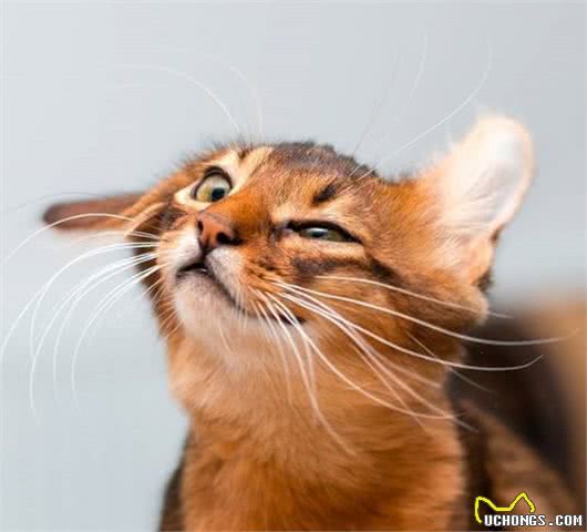 这家人的猫咪颜值超高，除了一见你就笑的猫，还有...