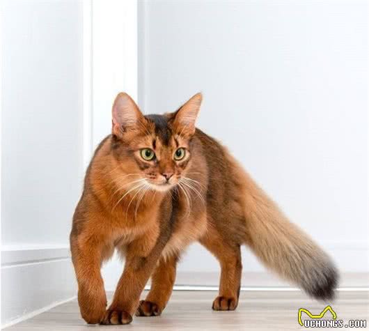 这家人的猫咪颜值超高，除了一见你就笑的猫，还有...