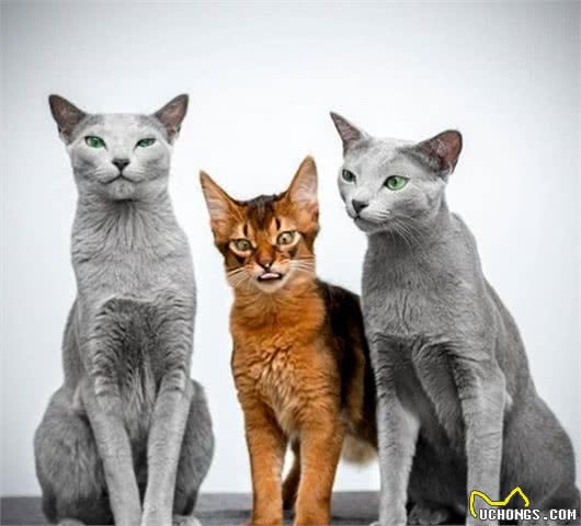 这家人的猫咪颜值超高，除了一见你就笑的猫，还有...