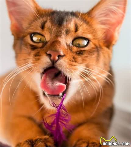 这家人的猫咪颜值超高，除了一见你就笑的猫，还有...