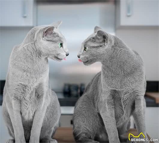 这家人的猫咪颜值超高，除了一见你就笑的猫，还有...