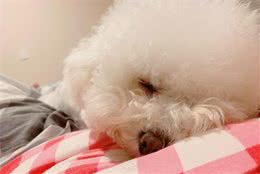 比熊犬很可爱，但是有5个缺点，不知道你能不能接受？