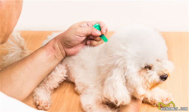狗身上常见的几种寄生虫，铲屎官了解一下？