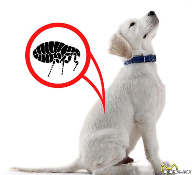 狗身上常见的几种寄生虫，铲屎官了解一下？