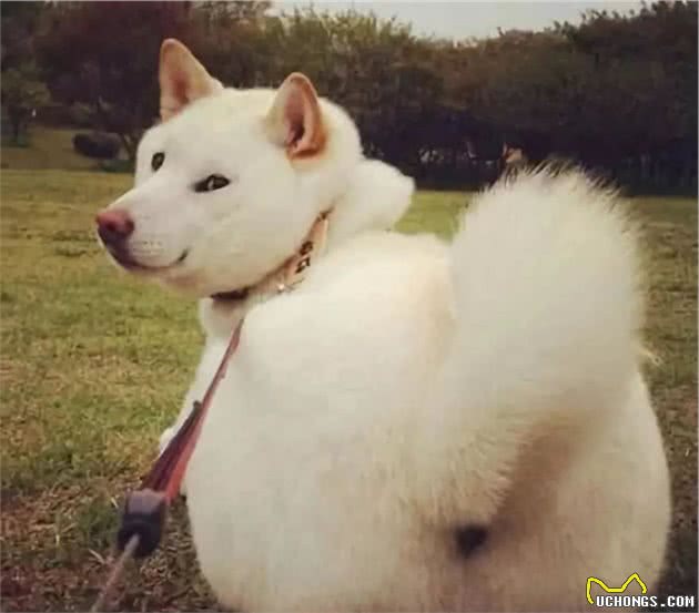 狗狗的这几种睡姿是在告诉主人：我很信任你