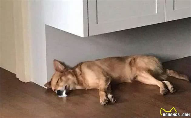 狗狗的这几种睡姿是在告诉主人：我很信任你