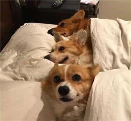 狗狗的这几种睡姿是在告诉主人：我很信任你