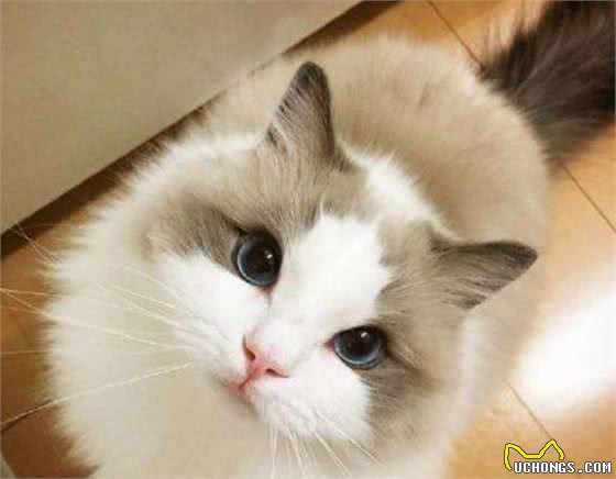 猫聪明？还是狗聪明？根据这3点你也可以来判断