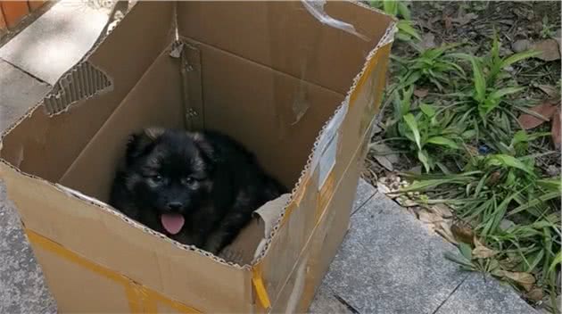 湖北：前白后黑的小狗被遗弃，小伙收留，网友：乌云盖白雪，好狗
