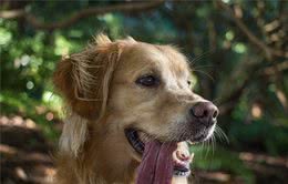 狗狗也是水做的，水喝得够不够？2个小动作告诉你