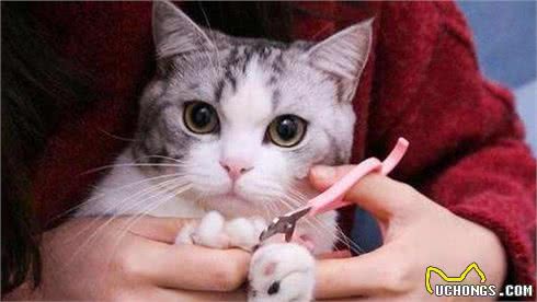 新手养猫｜10种必买和10种避雷的猫咪用品