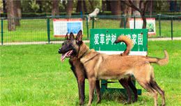 狗狗摇尾巴代表什么意思？