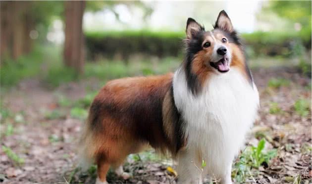 牧羊犬中的喜乐蒂，你了解多少