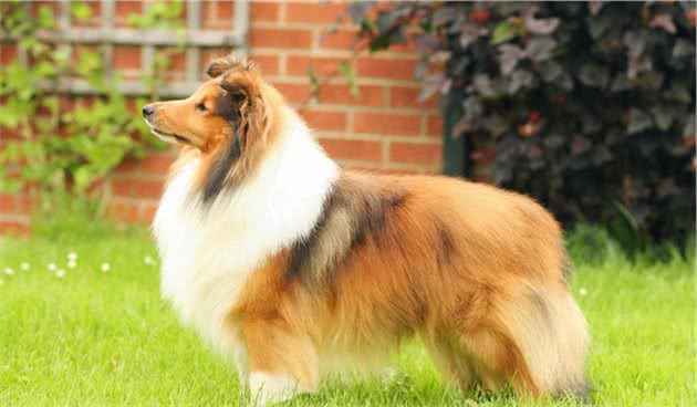 牧羊犬中的喜乐蒂，你了解多少