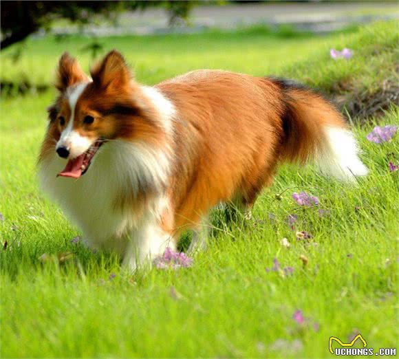 牧羊犬中的喜乐蒂，你了解多少
