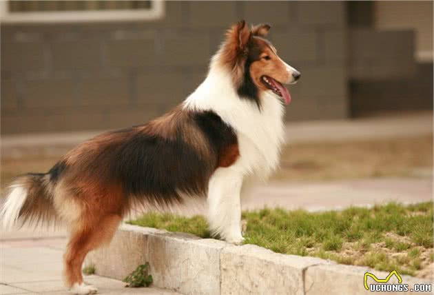牧羊犬中的喜乐蒂，你了解多少
