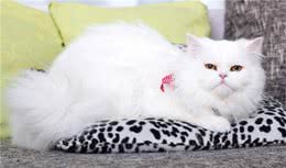 饲养波斯猫容易吗？看完你就知道