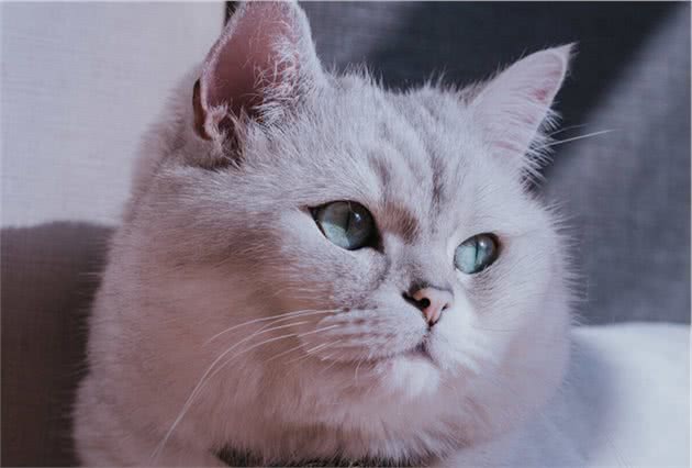 英短猫身材圆润，外观看上去美观靓丽，英短猫最丑的时候是几个月