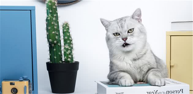 英短猫身材圆润，外观看上去美观靓丽，英短猫最丑的时候是几个月