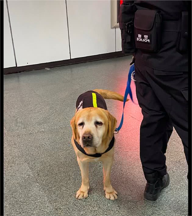 早上一只警犬在地铁里巡逻上班，困得眼皮都睁不开了，可爱又心疼