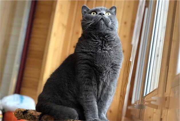 想让猫咪的心情更加舒畅的话，铲屎官不妨试试这五条养猫小技巧