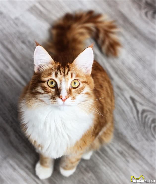 想让猫咪的心情更加舒畅的话，铲屎官不妨试试这五条养猫小技巧