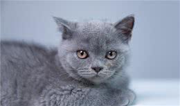 英国短毛猫8斤左右算瘦吗？