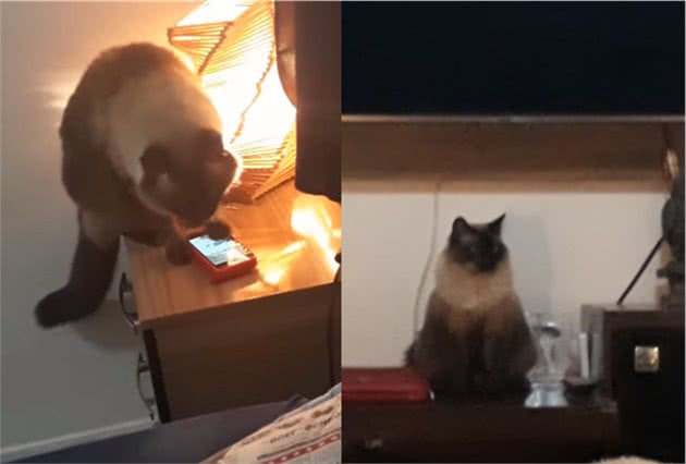猫咪主人每天上班迟到，诡异闹钟一直不响，一切源于猫咪的好意